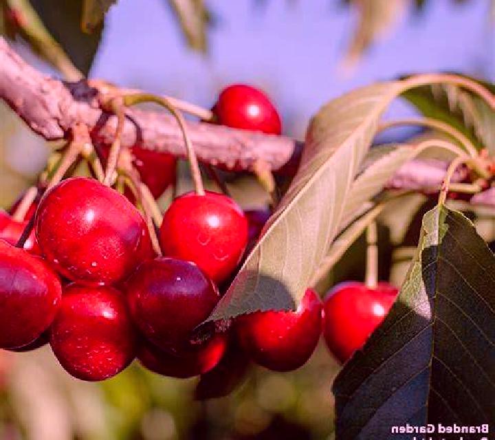Cherry Bell online slot