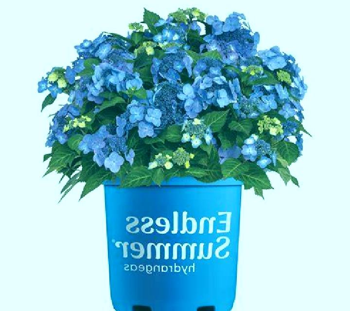 Endless Summer online slot