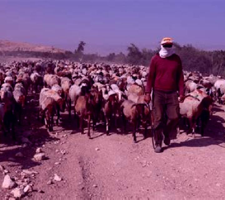 The Chase Slingo slot game