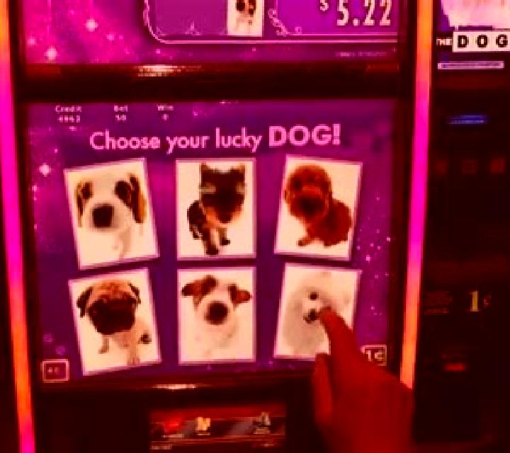 Urban Lady Doggie slot machine