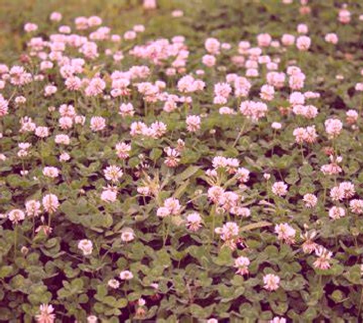 Wild Sticky Clover slot game